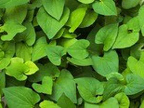 Rau diếp cá giúp làm đẹp da, ngừa bệnh trĩ