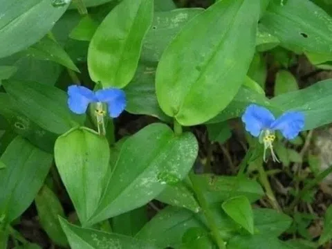 Loại rau mọc dại khắp nơi nhưng là vị thuốc rất tốt cho sức khỏe