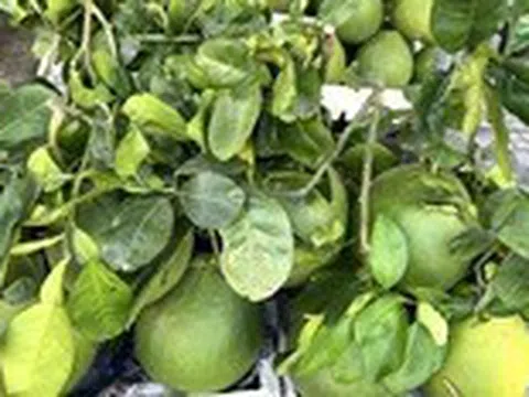Ăn uống gì để giúp giải độc gan?