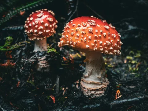 Những độc tố tự nhiên cần đề phòng