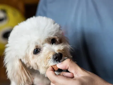 Dấu hiệu nhiễm giun khi nuôi chó mèo