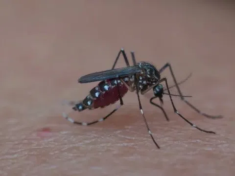 Số ca mắc sốt xuất huyết tại Đắk Nông tăng mạnh