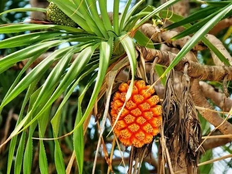 Một số vị thuốc hỗ trợ điều trị viêm gan