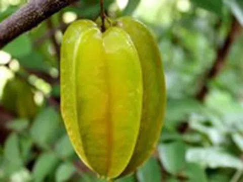 Những lợi ích sức khỏe tuyệt vời của trái khế nhiều người chưa biết