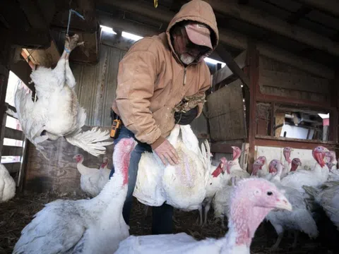 Hơn 23 loài động vật có vú tại Mỹ nhiễm virus cúm gia cầm H5N1