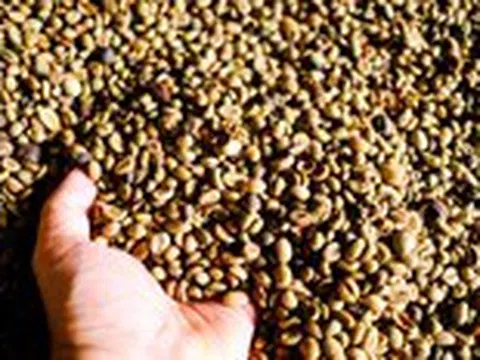 Thói quen uống cà phê, trà không khoa học có thể gây ức chế hấp thu sắt