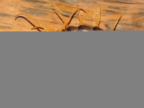 Nhập viện trong đau đớn vì bị rết cắn