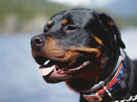 Liên tiếp nhiều trẻ bị chó ngoại lai cắn vào đầu