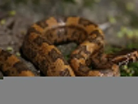 Một bệnh viện tiếp nhận 13 ca bị rắn độc cắn trong 10 ngày