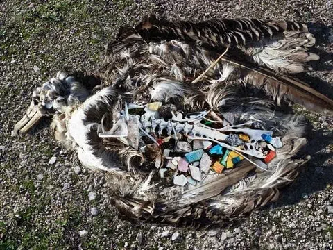 Lời cảnh báo từ hạt vi nhựa