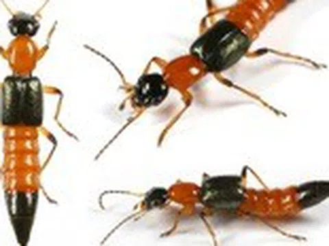 Xử lý thế nào khi kiến ba khoang có độc tính cao xuất hiện trong nhà?