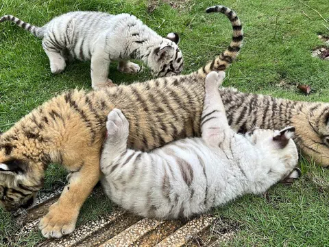 Hàng chục con hổ, báo chết nghi nhiễm cúm A/H5N1 tại Đồng Nai, Long An