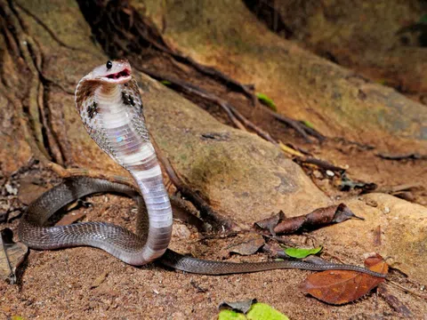 Người đàn ông đi cấp cứu sau khi bị rắn hổ mang cắn