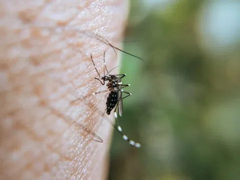 Diễn biến bất thường của sốt xuất huyết Dengue