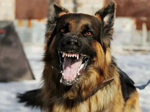 Một người ở Bình Thuận không qua khỏi sau gần 2 tháng bị chó cắn