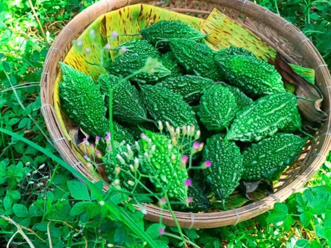 Có vị đắng đặc trưng, mướp đắng rừng là 'khắc tinh' của nhiều bệnh