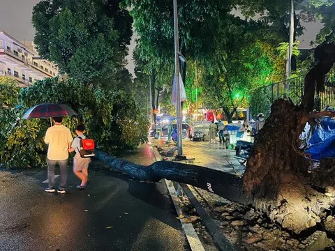 Một bệnh nhi dập phổi trong vụ cây xanh bật gốc đè trúng người đi đường tại TP.HCM