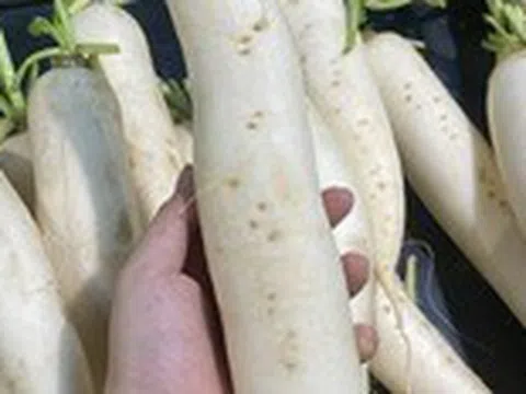 Củ cải được ví như nhân sâm, vì sao?