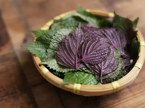 Hai bài thuốc từ lá tía tô nấu với gừng ai cũng cần biết