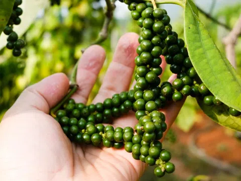 Hạt tiêu, loại gia vị có nhiều công dụng bất ngờ