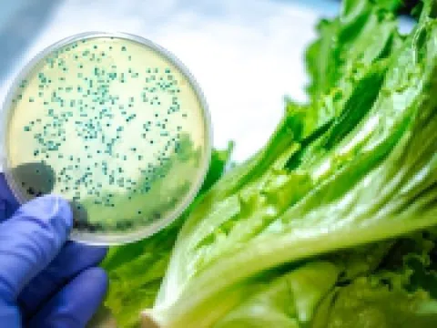 Cách vi khuẩn E. coli xâm nhập vào cơ thể