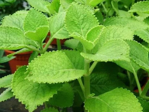 Một số món ăn đơn giản phòng bệnh hô hấp trong mùa đông