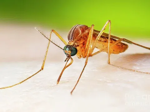 Thêm một trường hợp mắc viêm não Nhật Bản tại Đắk Lắk