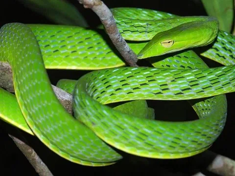 Nhập viện với bàn chân sưng phù do đắp lá trị rắn cắn