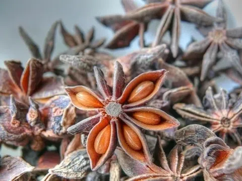 Hóa ra đây là lý do hoa hồi được coi là 'báu vật trời ban'