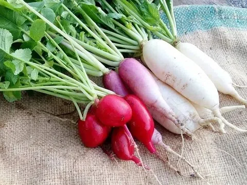 Lợi ích khi ăn củ cải