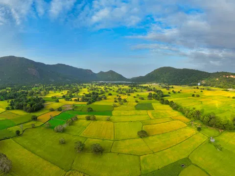 Mùa vàng ở An Giang