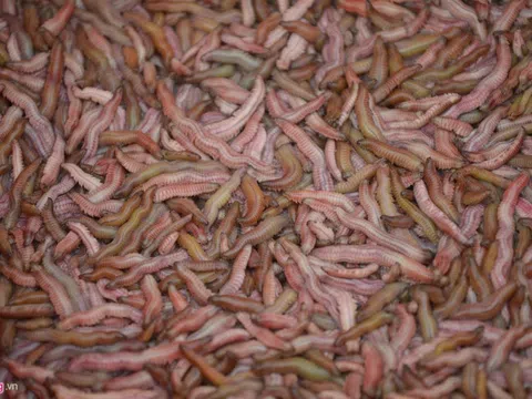 Cách làm chả rươi đơn giản