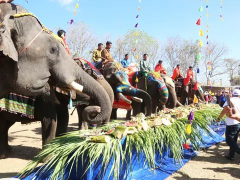 Trang điểm, đãi buffet cho voi Buôn Đôn