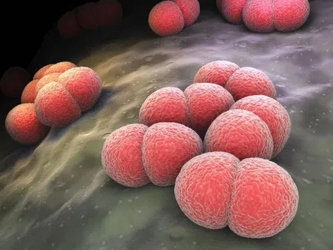 Lịch tiêm vaccine viêm màng não do não mô cầu