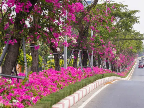 Hoa giấy khoe sắc khắp Vũng Tàu
