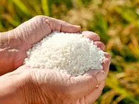 Giá trị dinh dưỡng của các loại gạo thế nào, chọn loại nào là tốt cho sức khỏe?