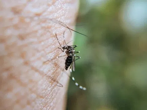Muỗi vừa sinh sôi mưa đã dồn dập, sốt xuất huyết chực chờ bùng phát