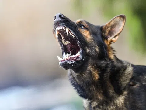 Bé 8 tuổi mắc bệnh dại, nguy kịch sau 5 tháng bị chó nhà cắn