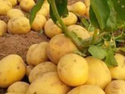 Những loại rau chứa tinh bột có lợi cho sức khỏe
