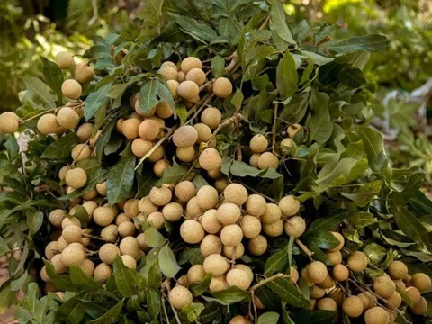 Cẩm nang du lịch Hưng Yên