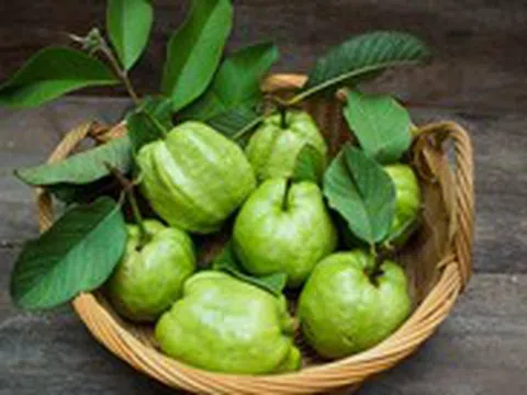 Trái ổi rẻ tiền nhưng cả lá và trái đều tốt cho sức khỏe