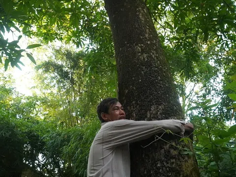 Cây 'xoài tổ' ở Đồng Tháp cho một tấn trái mỗi năm