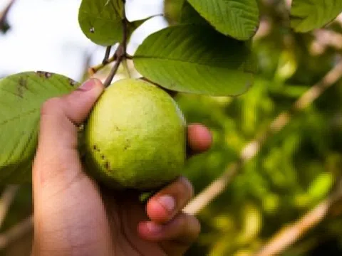 Tác dụng thật sự của lá ổi trong chữa tiểu đường