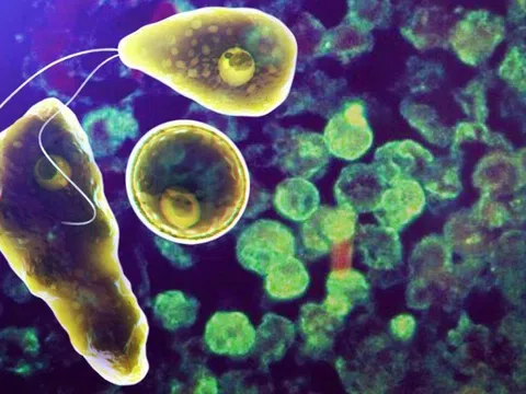 Bé gái bị ký sinh trùng 'ăn não người' tấn công