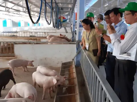 Gia tăng ca mắc liên cầu lợn, Huế đưa ra các phương án cần làm ngay