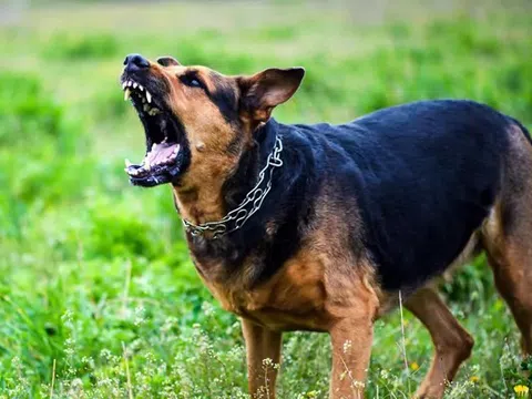 Đồng Nai xuất hiện 2 ổ dịch chó dại, người dân không chủ quan