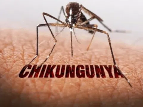 Chikungunya bùng phát trên thế giới, TP.HCM tăng cường giám sát