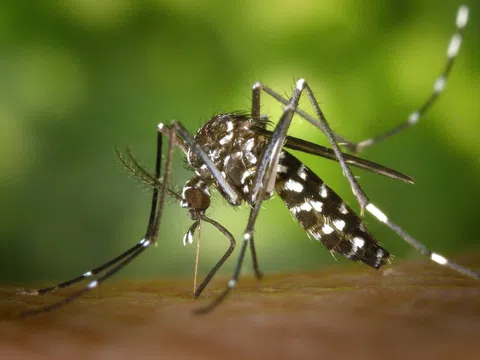 Chikungunya và sốt xuất huyết, bệnh nào nguy hiểm hơn?