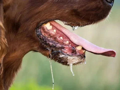 Dấu hiệu nhận biết chó bị dại