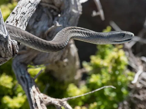 Phát hiện chưa từng có về loài rắn độc nhất thế giới